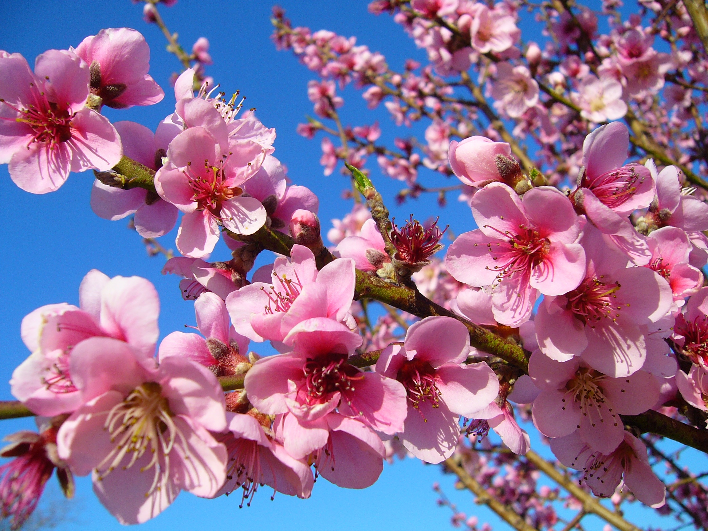モモ - キッズベリー花育ラボ~お花で豊かな心を育てる子ども教室